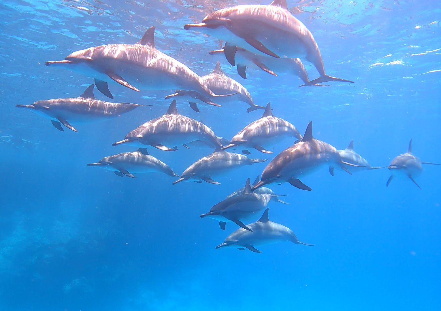 Casa Delfinilor (Samadai)