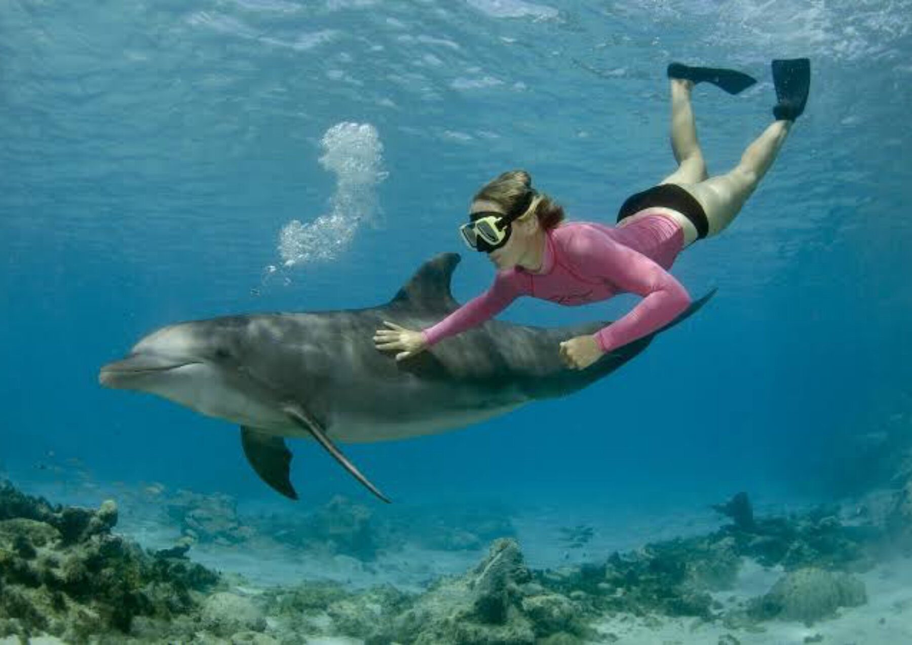 Casa Delfinilor (Premium)