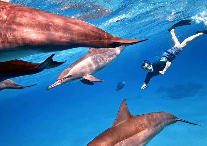 Casa Delfinilor (Sataya)